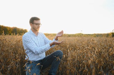 Tarımcı ya da çiftçi soya fasulyesi tarlasını inceliyor..