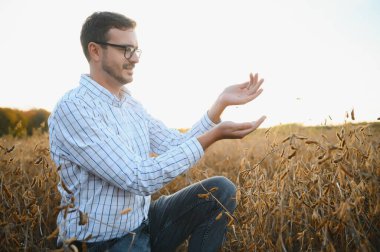 Agronomist tarım tarlasında soya fasulyesi hasadını teftiş ediyor - tarım kavramı - çiftlik soya fasulyesi tarlasında çiftçi.