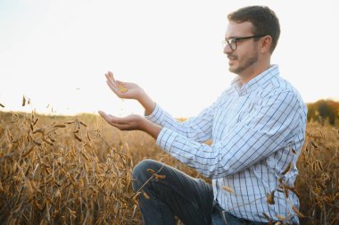 Tarımcı ya da çiftçi soya fasulyesi tarlasını inceliyor..