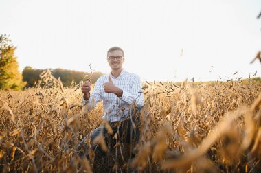 Tarımcı ya da çiftçi soya fasulyesi tarlasını inceliyor..