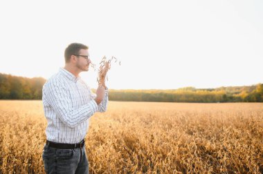 Soya tarlasında dikilen çiftçi gün batımında mahsulü inceliyor.