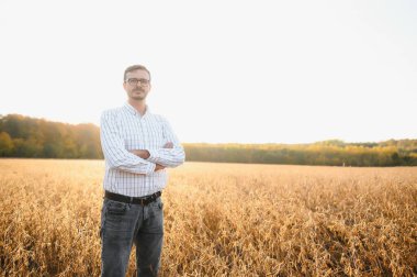 Tarımcı ya da çiftçi soya fasulyesi tarlasını inceliyor..