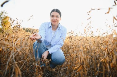 Tarladaki soya bitkilerini inceleyen dişi çiftçi ya da tarımcı.