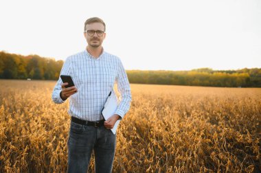 Agronomist tarım tarlasında soya fasulyesi hasadını teftiş ediyor - tarım kavramı - çiftlik soya fasulyesi tarlasında çiftçi.