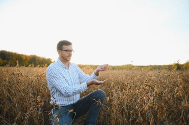 Tarımcı ya da çiftçi soya fasulyesi tarlasını inceliyor..