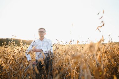 Agronomist tarım tarlasında soya fasulyesi hasadını teftiş ediyor - tarım kavramı - çiftlik soya fasulyesi tarlasında çiftçi.