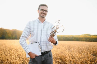 Agronomist tarım tarlasında soya fasulyesi hasadını teftiş ediyor - tarım kavramı - çiftlik soya fasulyesi tarlasında çiftçi.
