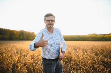 Agronomist tarım tarlasında soya fasulyesi hasadını teftiş ediyor - tarım kavramı - çiftlik soya fasulyesi tarlasında çiftçi.
