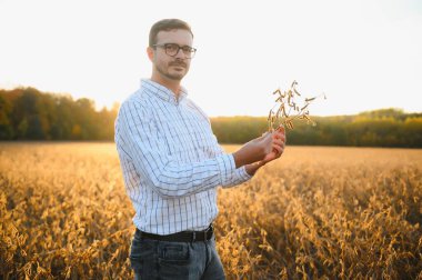 Agronomist tarım tarlasında soya fasulyesi hasadını teftiş ediyor - tarım kavramı - çiftlik soya fasulyesi tarlasında çiftçi.