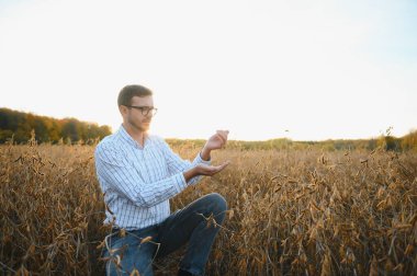 Tarımcı ya da çiftçi soya fasulyesi tarlasını inceliyor..
