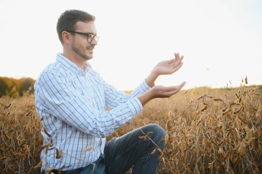 Soya tarlasında tarımcı çiftçi hasattan önce ekinleri kontrol ediyor. Organik gıda üretimi ve yetiştirilmesi