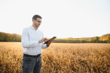 Tarımcı ya da çiftçi soya fasulyesi tarlasını inceliyor..