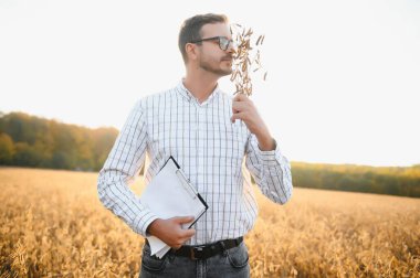 Agronomist tarım tarlasında soya fasulyesi hasadını teftiş ediyor - tarım kavramı - çiftlik soya fasulyesi tarlasında çiftçi.