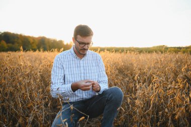 Agronomist tarım tarlasında soya fasulyesi hasadını teftiş ediyor - tarım kavramı - çiftlik soya fasulyesi tarlasında çiftçi.