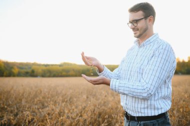 Agronomist tarım tarlasında soya fasulyesi hasadını teftiş ediyor - tarım kavramı - çiftlik soya fasulyesi tarlasında çiftçi.