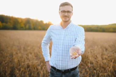 Agronomist tarım tarlasında soya fasulyesi hasadını teftiş ediyor - tarım kavramı - çiftlik soya fasulyesi tarlasında çiftçi.