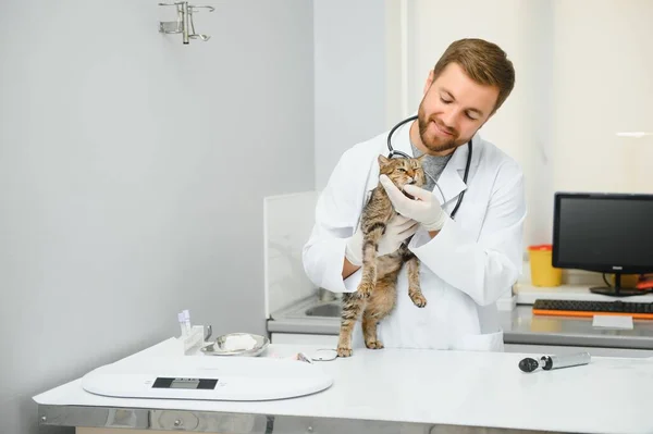 クリニックでハンサムな若い獣医師保有猫 — ストック写真