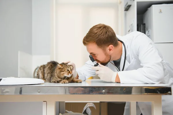 Γιατρός Εξετάζει Μια Άρρωστη Γάτα Κτηνιατρική Κλινική Έννοια Υπηρεσίες Ιατρού — Φωτογραφία Αρχείου