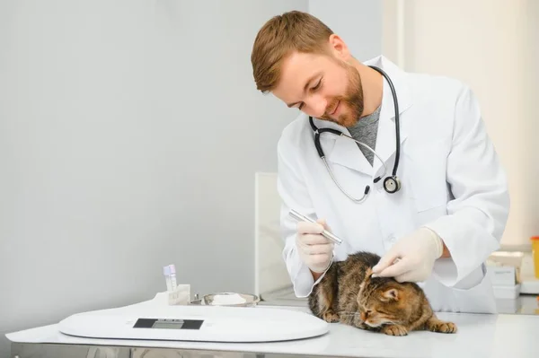 定期的な検査のための猫の訪問獣医 — ストック写真
