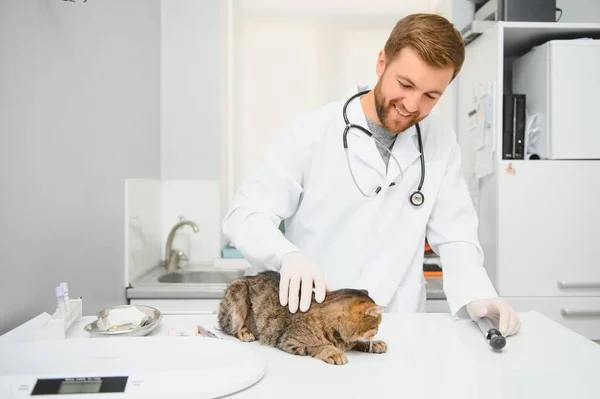 医者は病気の猫を調べている 獣医クリニックのコンセプト ペットの動物 健康及び治療のための医師のサービス — ストック写真