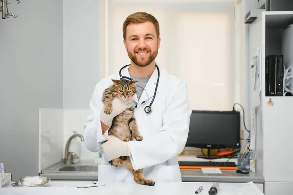 獣医の医者獣医クリニックで猫をチェック — ストック写真
