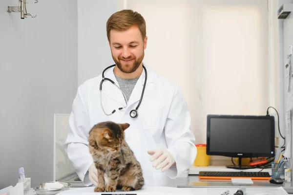 Veterinario Visitante Gato Para Chequeo Regular — Foto de Stock