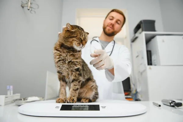 男医生 兽医诊所设有听诊器 为家猫进行检查及体格检查 兽医护理的概念 宠物健康 — 图库照片