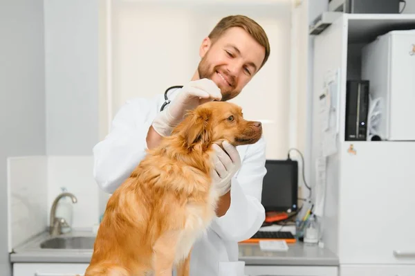 幸せな獣医クリニックで犬を調べる — ストック写真