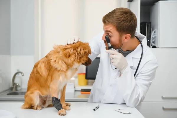 Perro Con Veterinarios Clínica —  Fotos de Stock