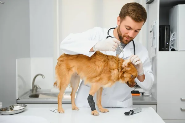 Счастливые Ветеринары Осматривают Собаку Клинике — стоковое фото