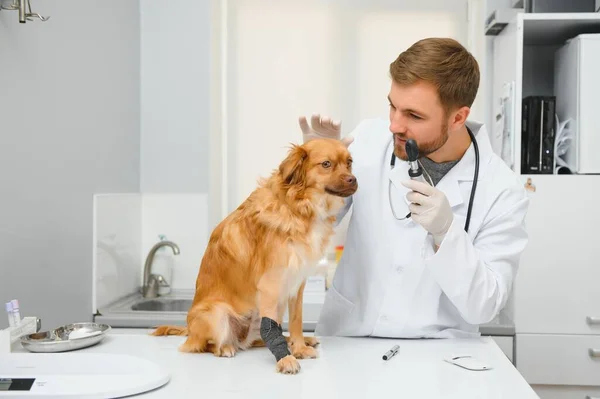 Veterinário Examinar Cão Clínica Veterinária — Fotografia de Stock