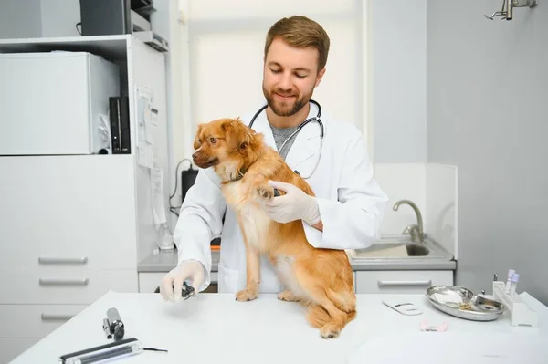 幸せな獣医クリニックで犬を調べる — ストック写真