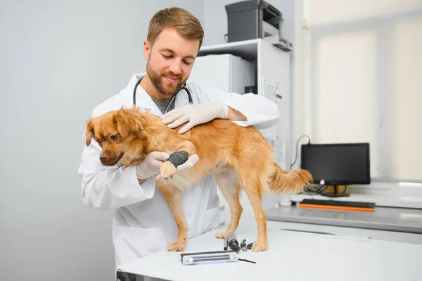クリニックでの獣医の犬 — ストック写真