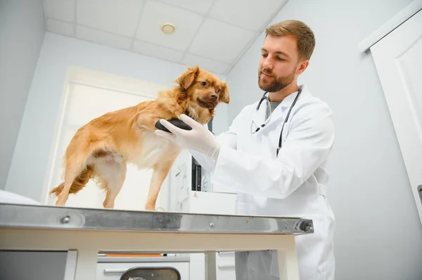 Minha Melhor Paciente Veterinário Masculino Alegre Uniforme Trabalho Segurando Cão — Fotografia de Stock