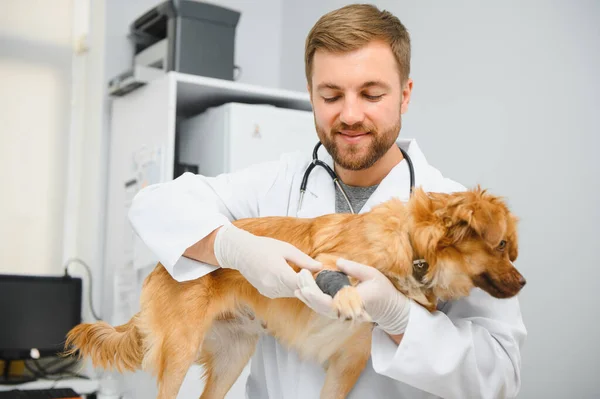 Dog with veterinarians in clinic