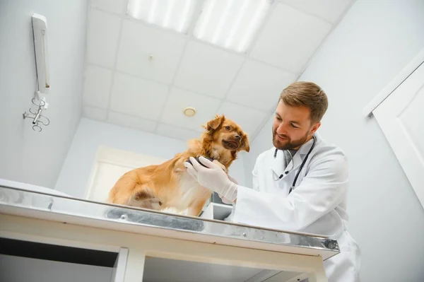 Cão Com Veterinários Clínica — Fotografia de Stock