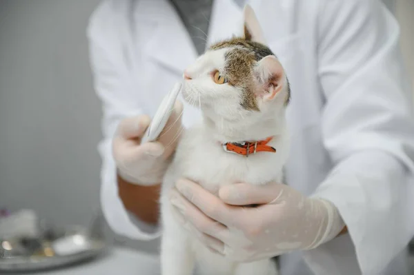 Doctor are examining a sick cat. Veterinary clinic concept. Services of a doctor for animals, health and treatment of pets