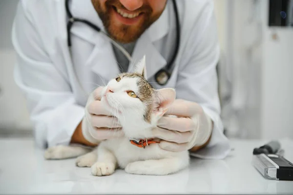 고양이는 수의사의 테이블에 수의학적 의사와 고양이 — 스톡 사진