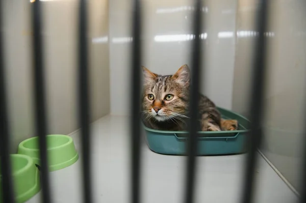 Abandoned cat in cage. Pet adoption. Tabby cat in animal shelter.