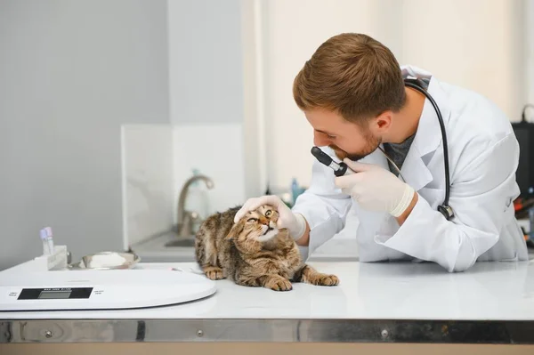 Veterinario Visitante Gato Para Chequeo Regular — Foto de Stock