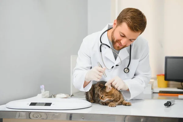 Männlicher Arzt Tierarzt Mit Stethoskop Tierklinik Führt Untersuchung Und Medizinische — Stockfoto