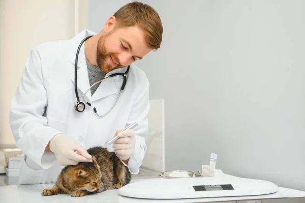 男性医師獣医師獣医院の聴診器で国内猫の検査と健康診断 医療の概念 ペットの健康 — ストック写真