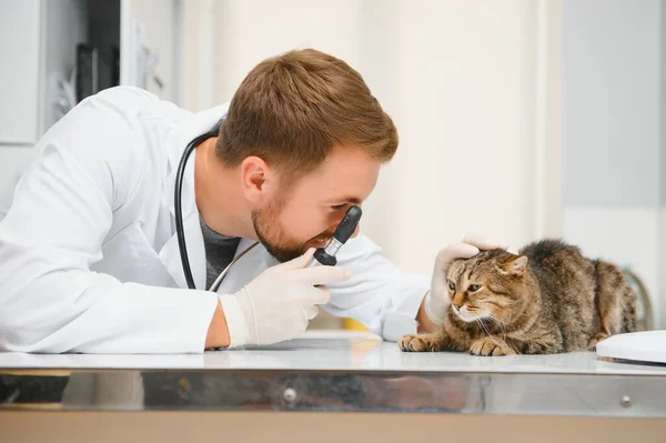 Cat Επίσκεψη Κτηνίατρο Για Τακτικές Εξετάσεις — Φωτογραφία Αρχείου
