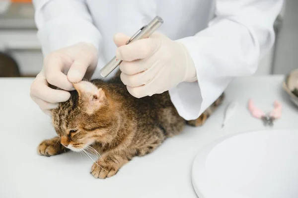 Veterinario Visitante Gato Para Chequeo Regular —  Fotos de Stock