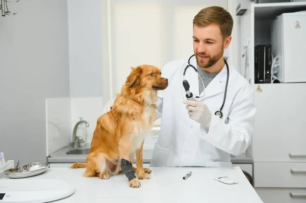 Glückliche Tierärzte Untersuchen Hund Klinik — Stockfoto
