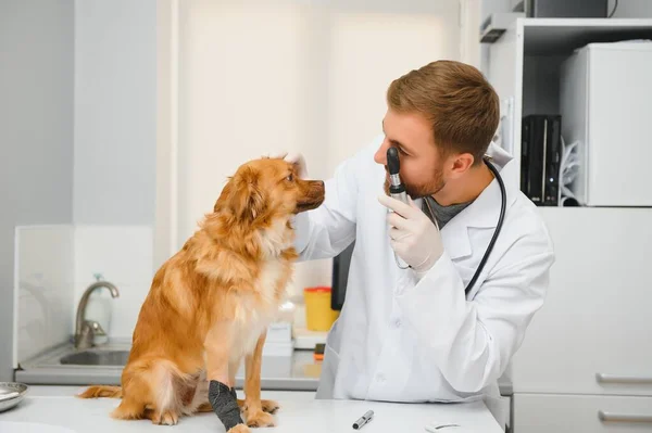 兽医诊所的狗 — 图库照片