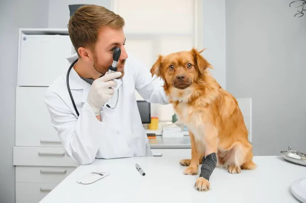 獣医は獣医クリニックで犬を診察します — ストック写真
