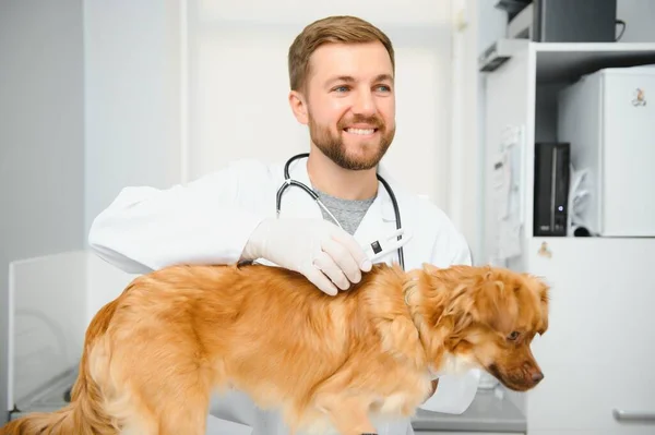 Κτηνίατρος Εξετάσει Σκυλί Στην Κλινική Κτηνίατρο — Φωτογραφία Αρχείου