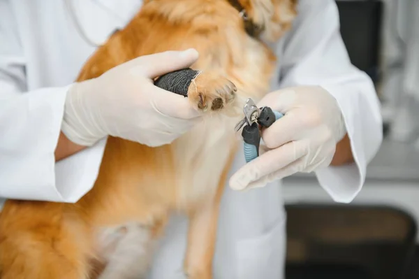 Veterinário Examinar Cão Clínica Veterinária — Fotografia de Stock