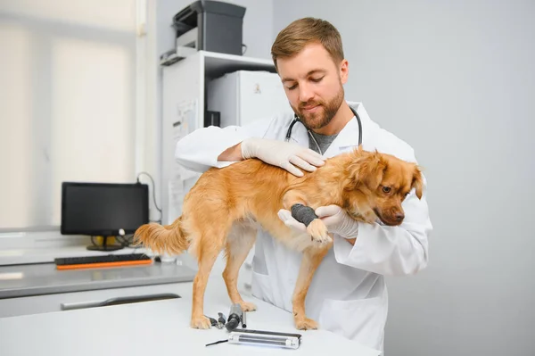 Κτηνίατρος Εξετάσει Σκυλί Στην Κλινική Κτηνίατρο — Φωτογραφία Αρχείου